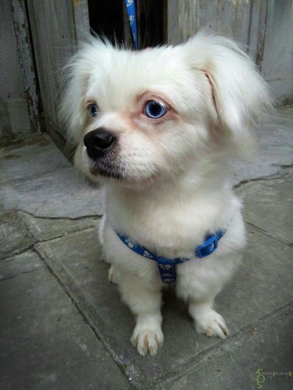 妹妹是纯白色小蝴蝶犬,一对水汪汪的湖蓝色眼睛很特别,约1岁,已君育