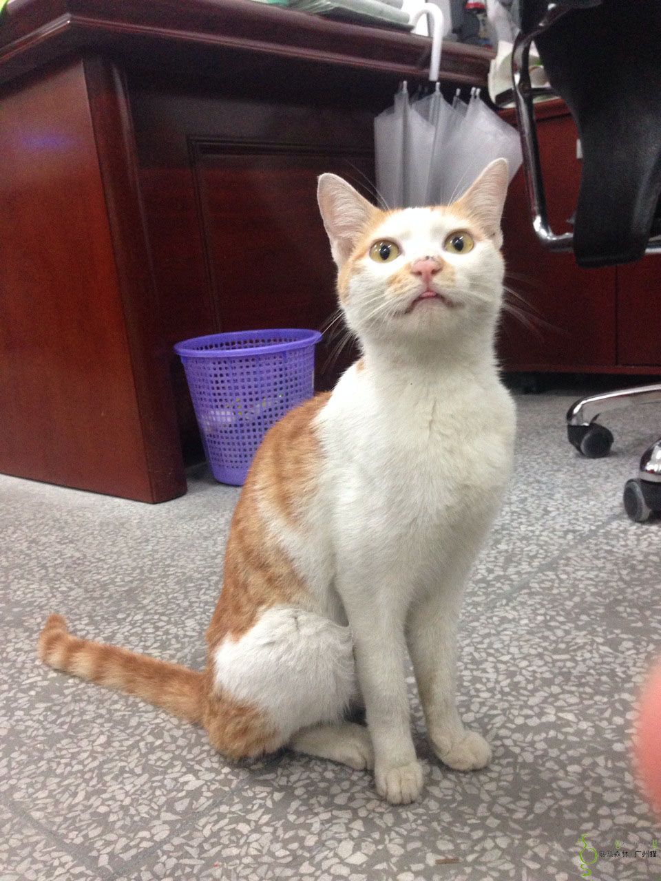 白黄成年猫求带走