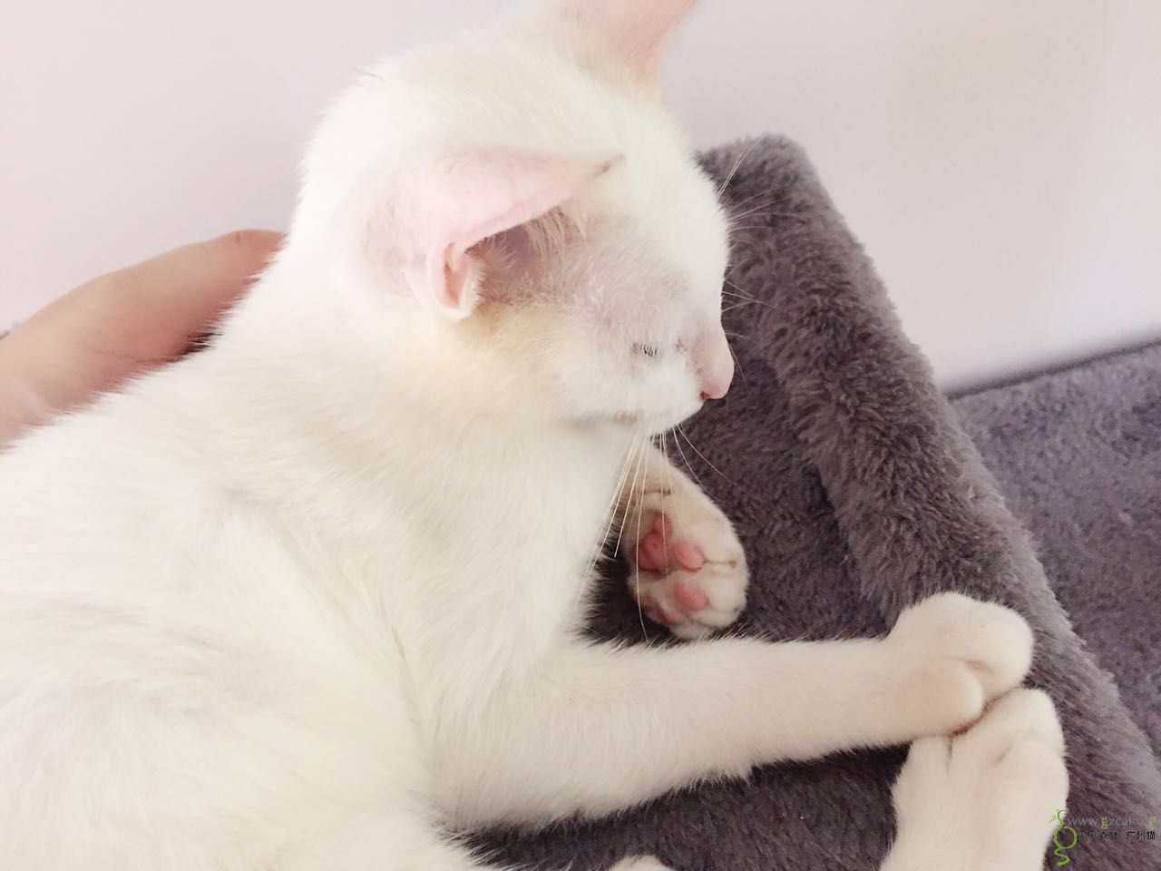 可爱小白猫mm找领养