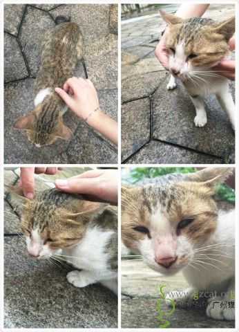 超级【有灵性】的《黏人猫》咪跪求温暖家