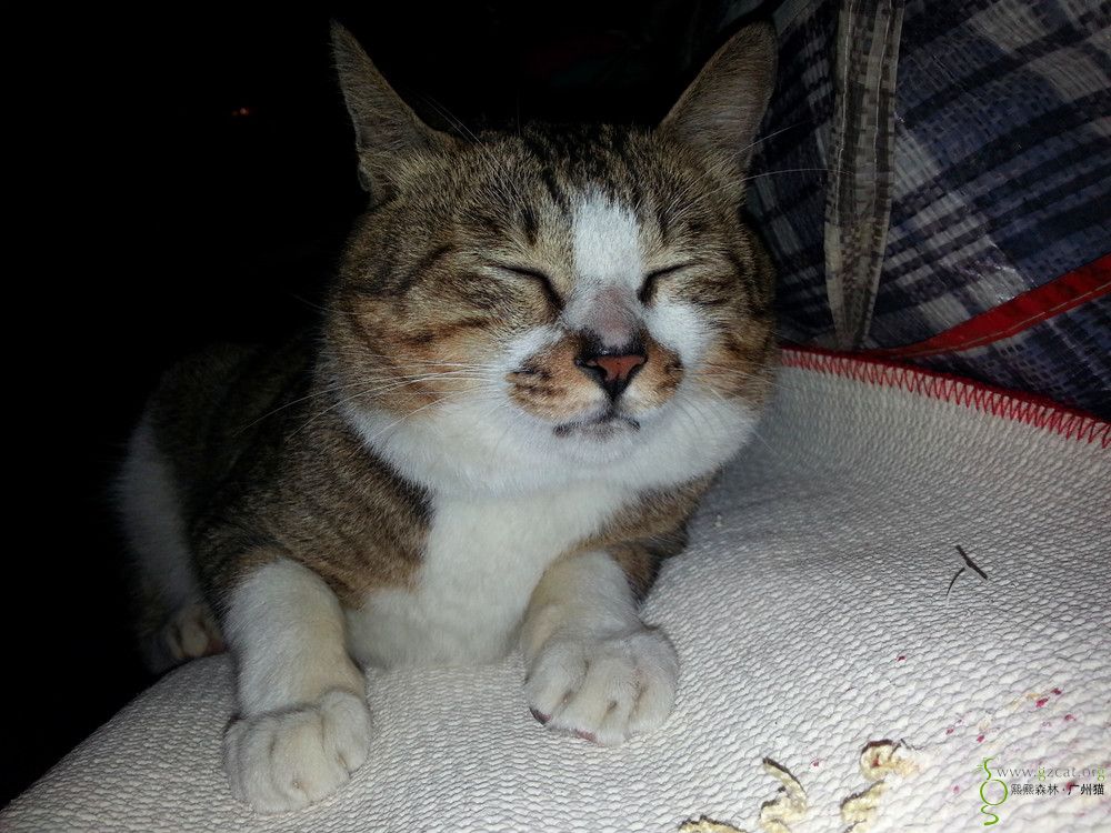 大脸狸花,肥嘟嘟的表情包,我叫绵叔 - 『流浪猫领养』 - 熙熙森林