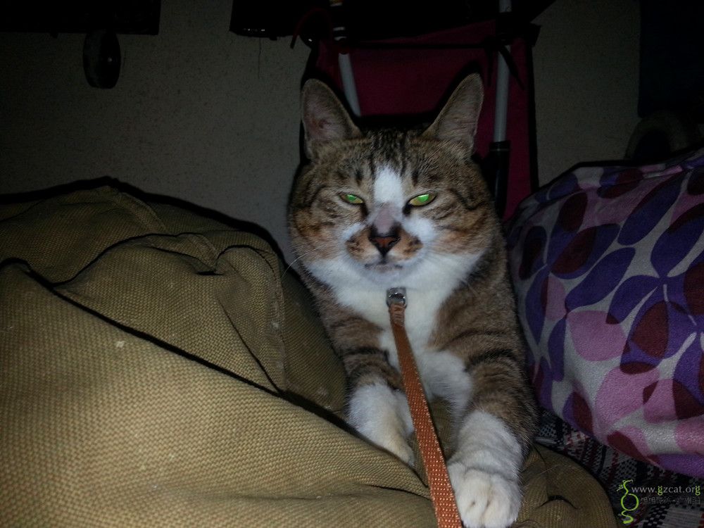 大脸狸花,肥嘟嘟的表情包,我叫绵叔 - 第2页 - 『流浪猫领养』 - 熙熙