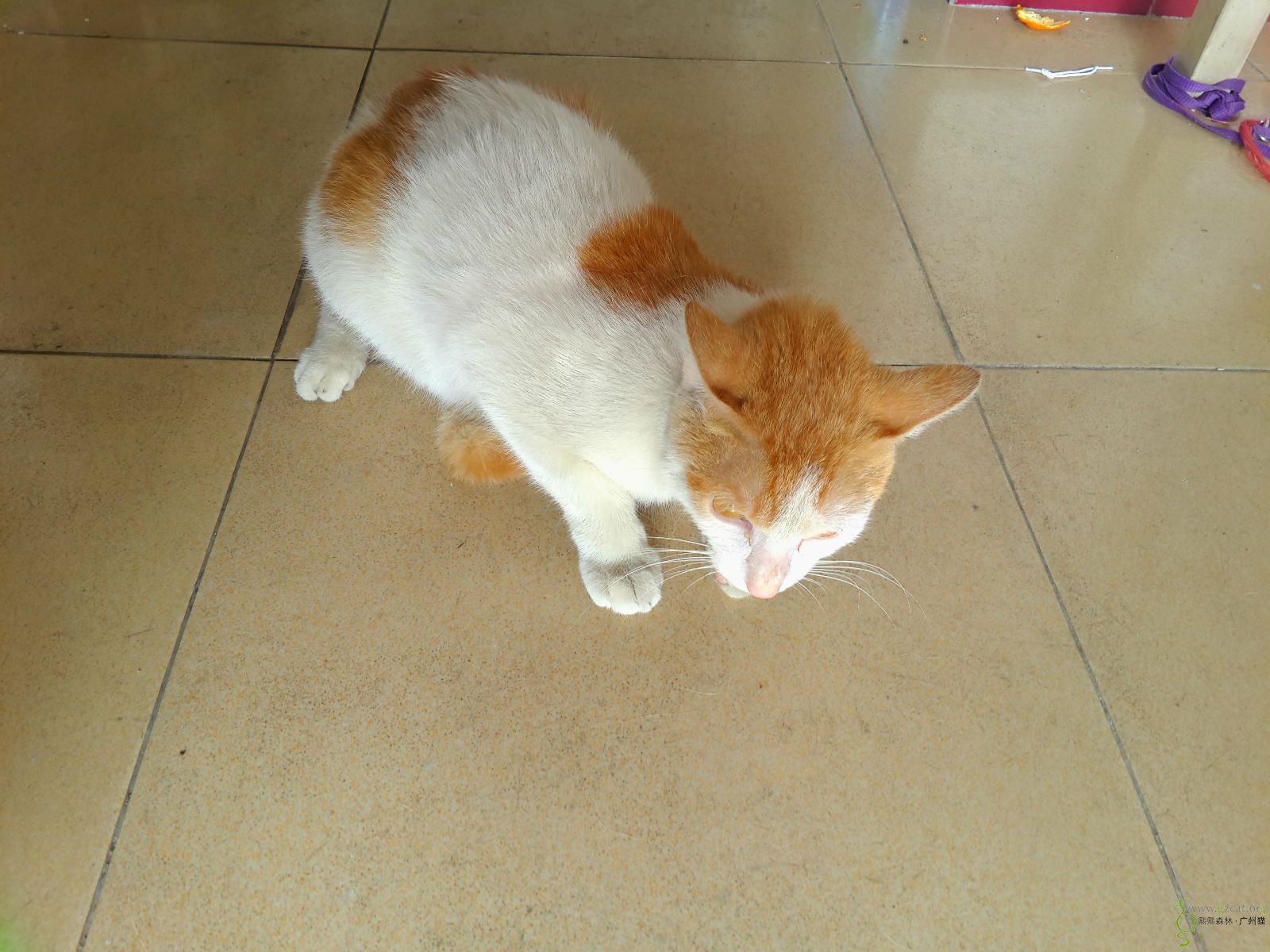 (求包养!)七个月大家猫免费赠予有心人养!棕白毛色花美男一枚,性格炒