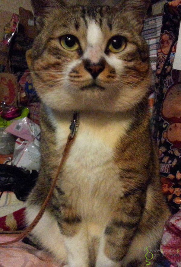 大脸狸花,肥嘟嘟的表情包,我叫绵叔 - 第2页 - 『流浪猫领养』 - 熙熙