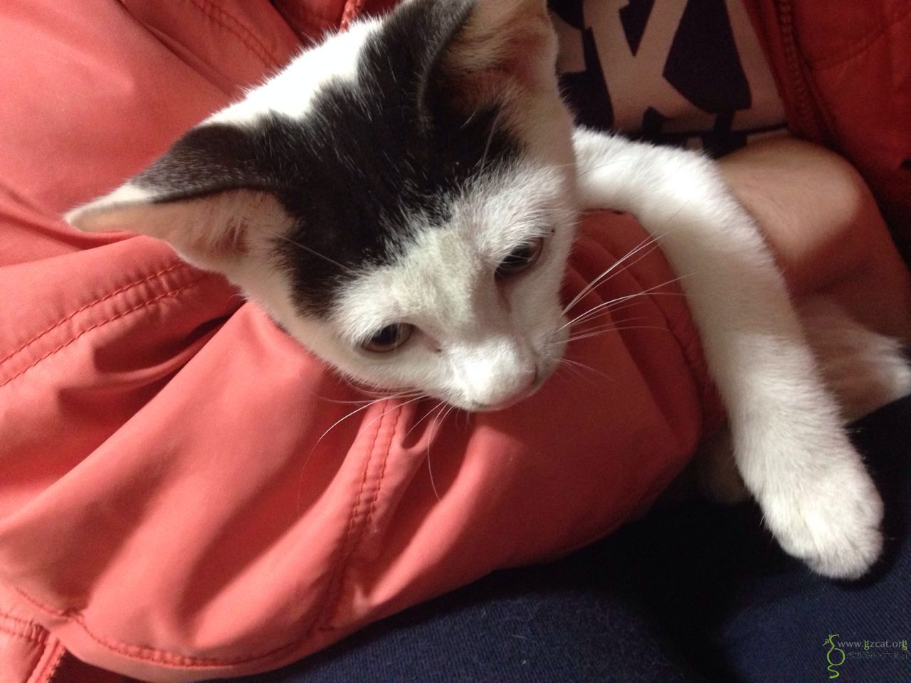 奶牛齐刘海弟弟(?)求领养,坐标白云同和