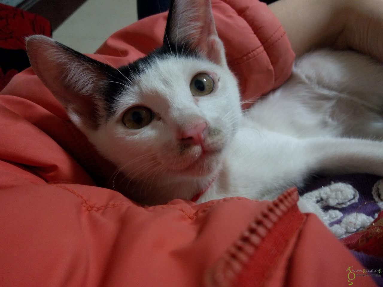 奶牛齐刘海弟弟(?)求领养,坐标白云同和