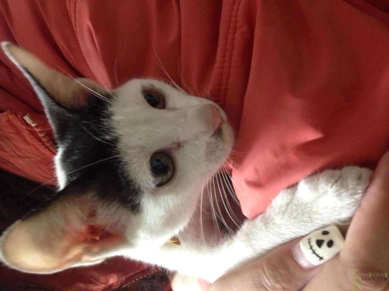 奶牛齐刘海弟弟(?)求领养,坐标白云同和