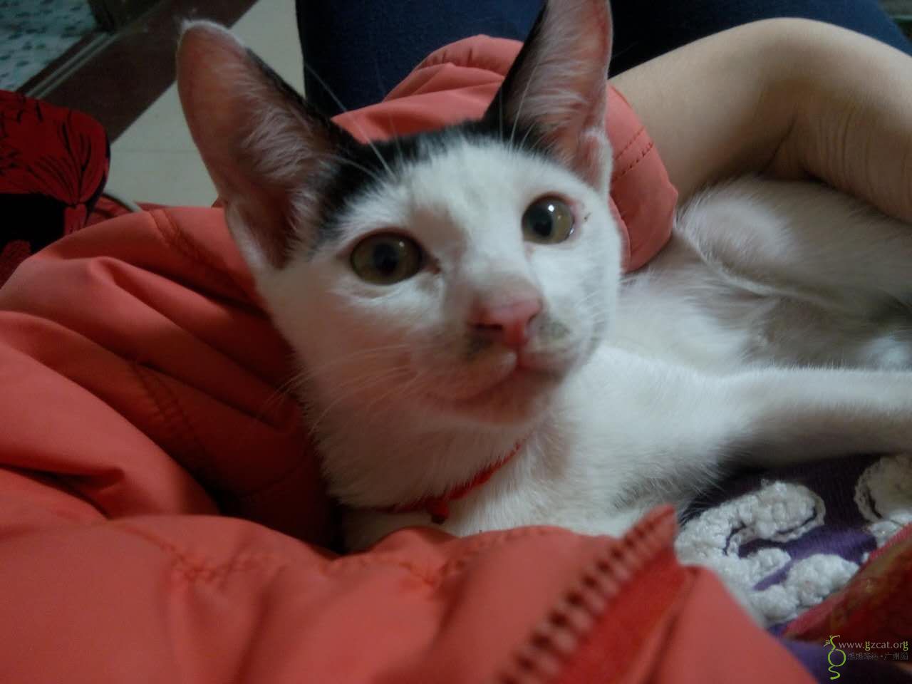 奶牛齐刘海弟弟(?)求领养,坐标白云同和