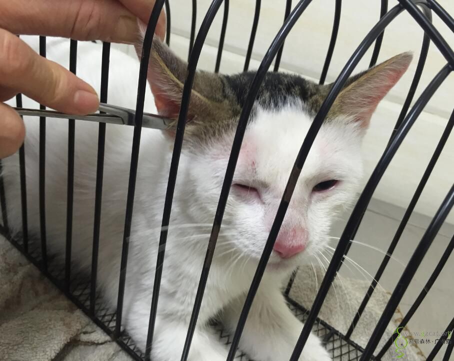 难得一见的鞭打绣球猫求领养,性格特别好.