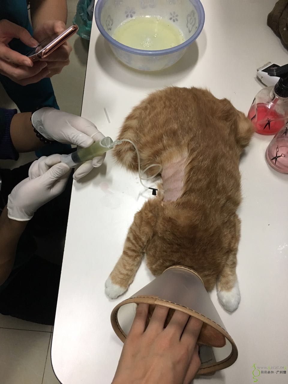 【求助】猫咪查出胸腔积液 已穿刺 能治好吗?