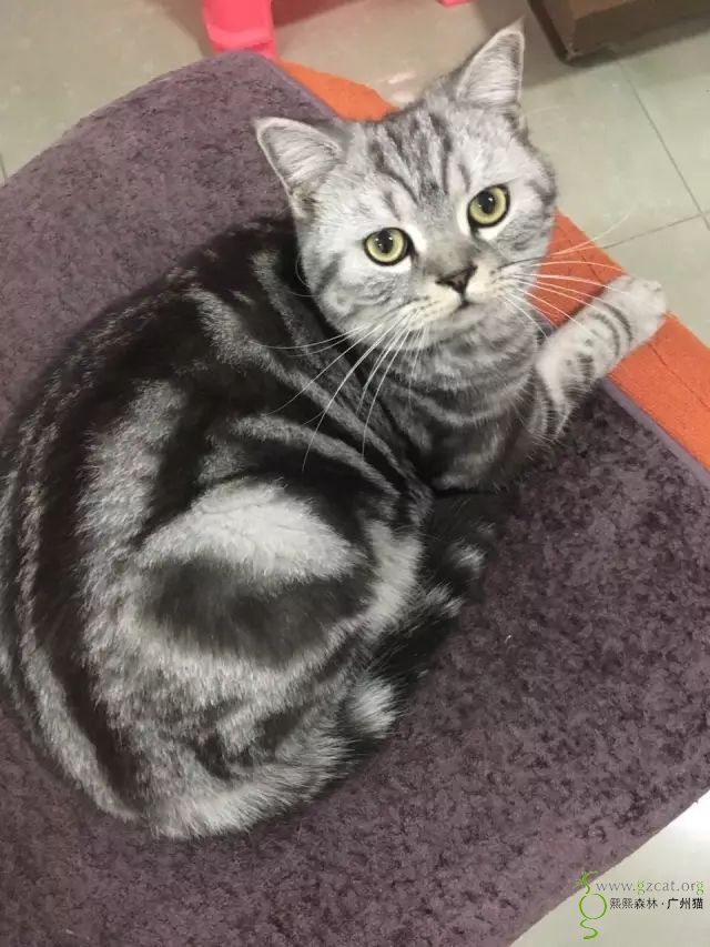 每次舔菊花,发现我在偷看他或者**,马上换姿势.羞耻心爆棚.