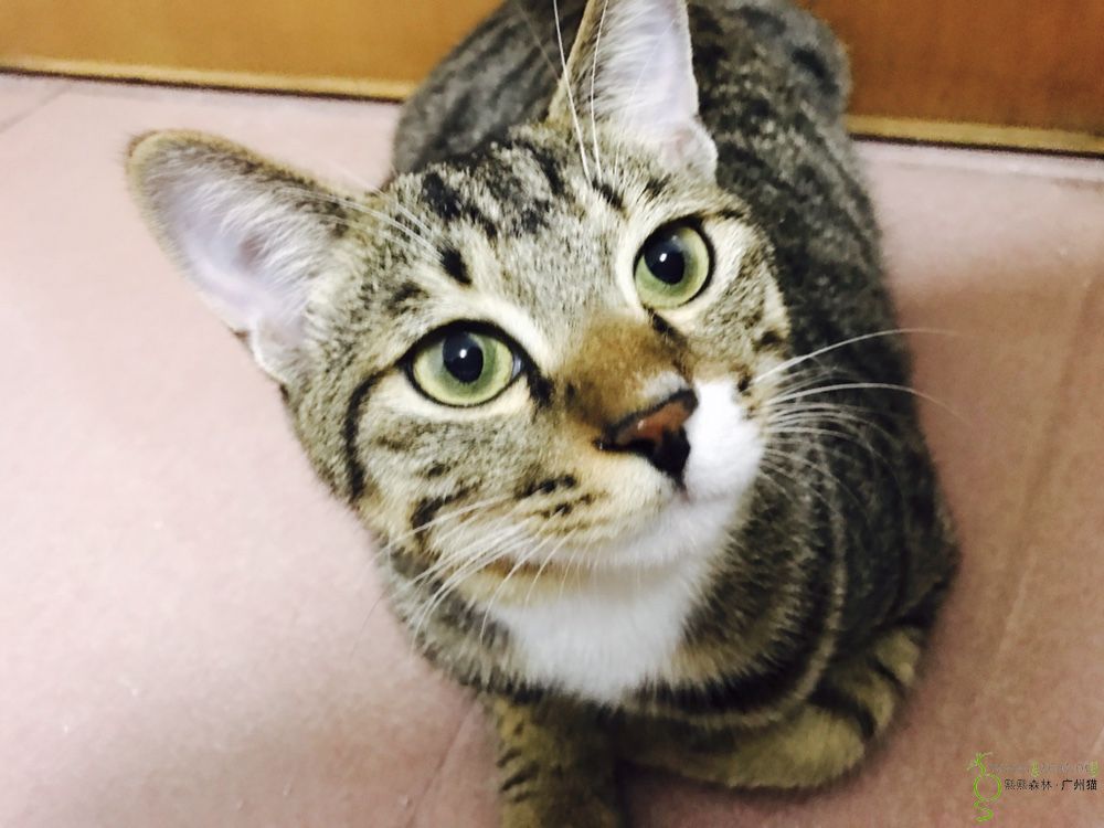 1岁活泼狸花猫弟弟【已绝育已疫苗】