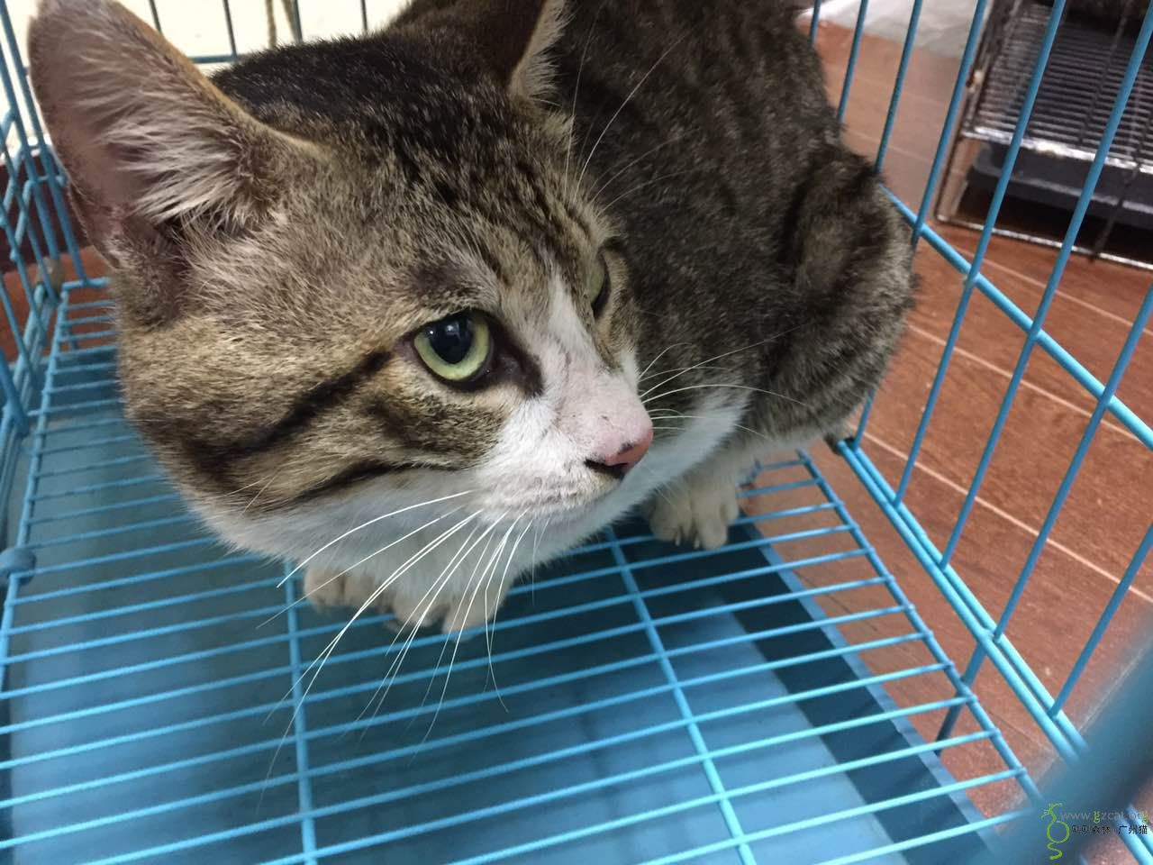 捉猫4只.大肥,公