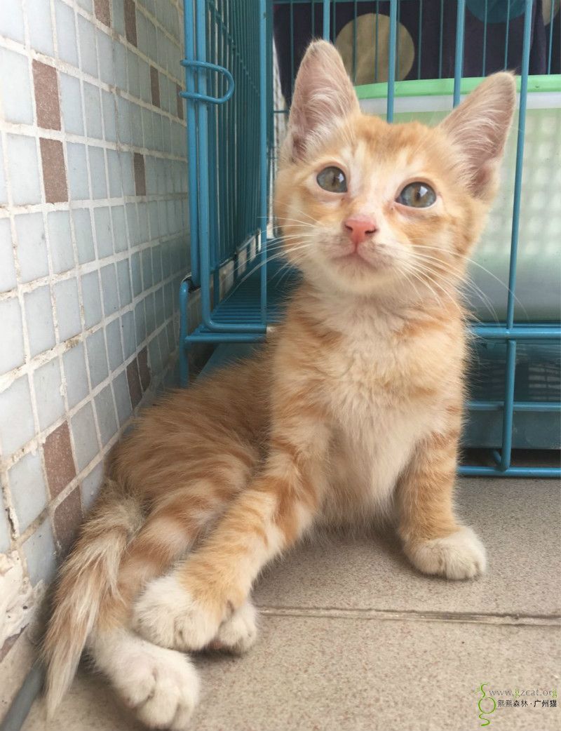 活泼可爱的小黄毛弟弟找爸爸妈妈了.