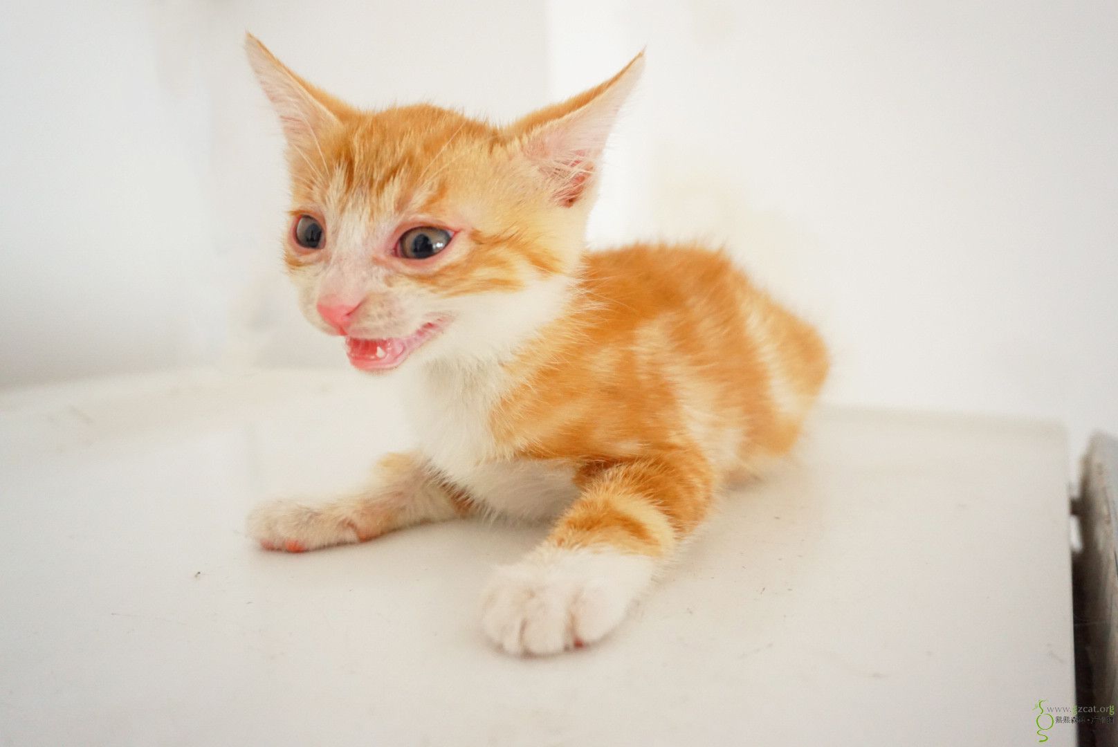 『流浪猫领养』 - 熙熙森林·广州猫 - powered by discuz!