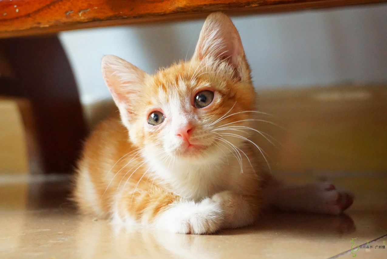 『流浪猫领养』 - 熙熙森林·广州猫 - powered by discuz!