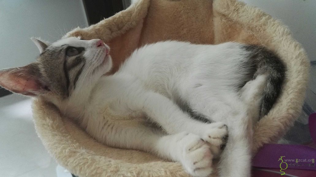 4个月小公猫求领养