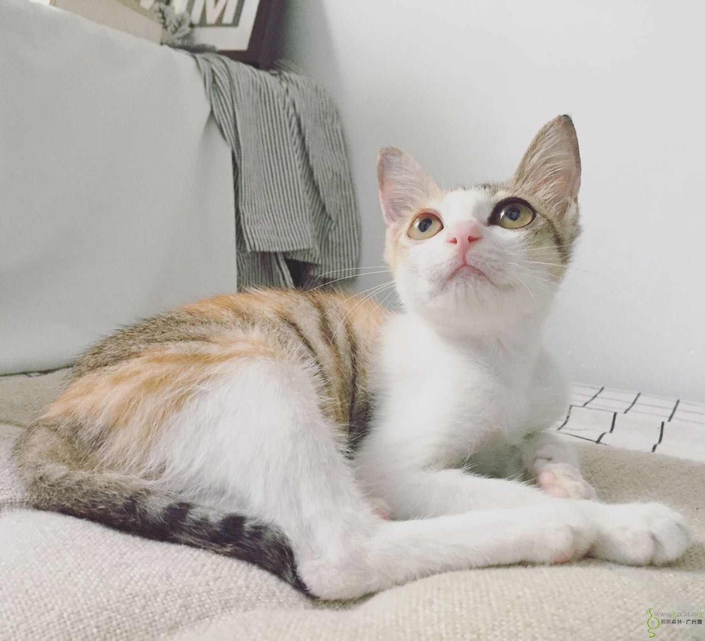 活泼漂亮"三花猫"草莓找领养