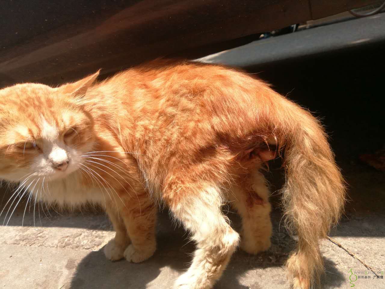 【求救助】观绿路有只橘猫疑似脱肛,屁股肿起一块肉,天天躲在车底下