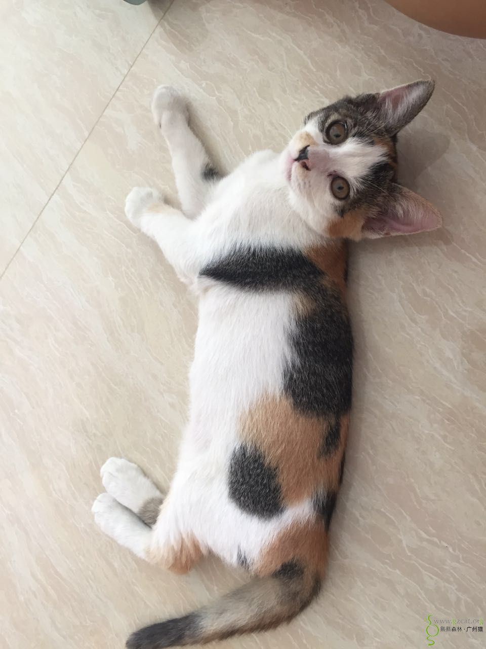 三个半月漂亮的三色猫小花花找领养 - 『流浪猫领养