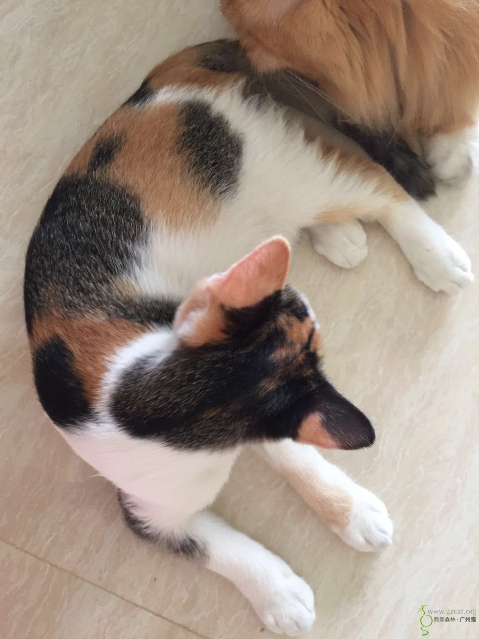 三个半月漂亮的三色猫小花花找领养 - 『流浪猫领养