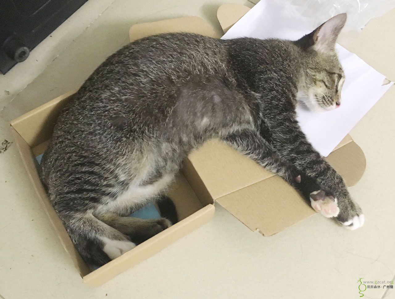 脸皮厚亲人的灰白色狸花王子找主人领养 - 『流浪猫领养』 - 熙熙森林