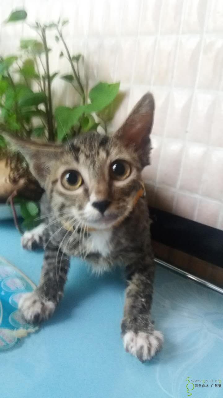 现在小母猫的样子