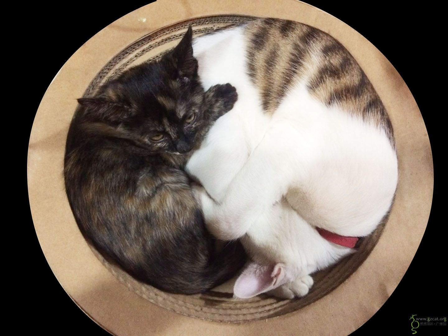 69 『流浪猫领养』 69 小花猫待领养  本帖最后由 暴走的小樱桃