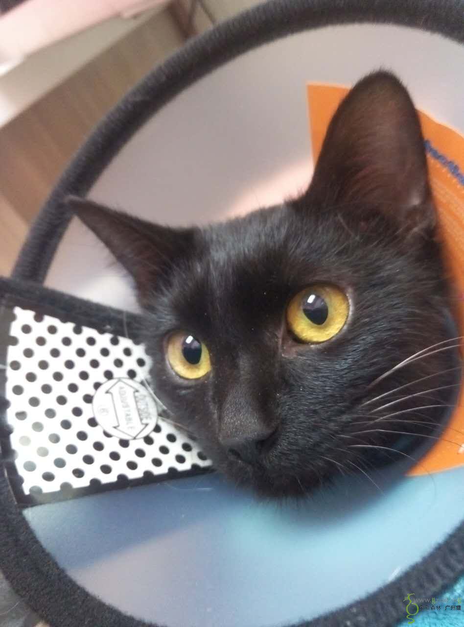 流浪猫黑妹骨折治疗费募捐申请