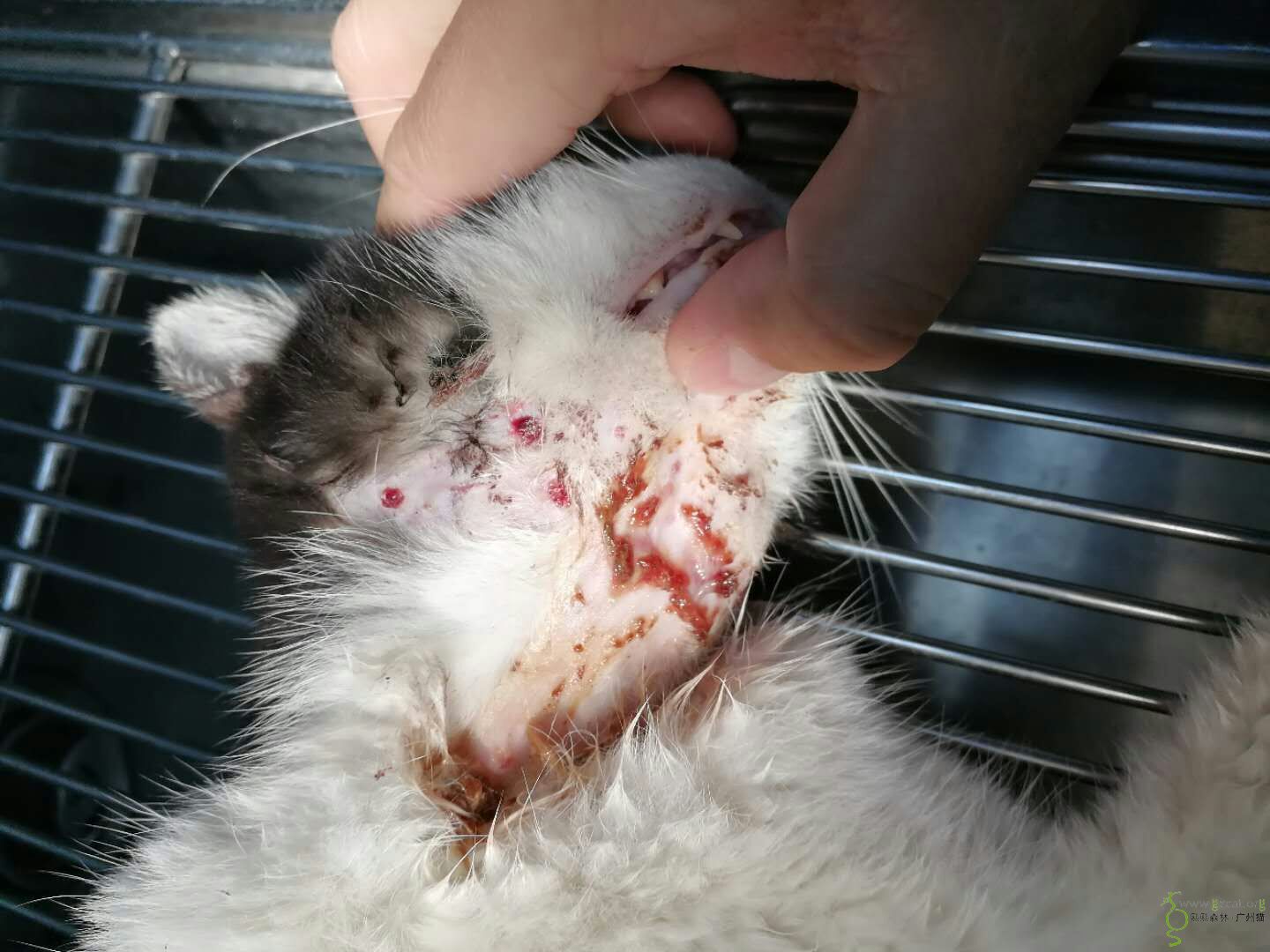 东兴南小区脖子受伤猫咪治疗费(monique)