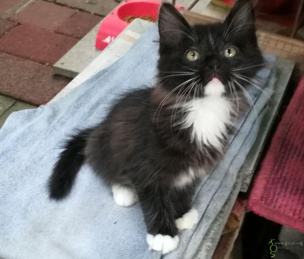 超级好看长毛小黑猫,四爪白手套.求温暖的家