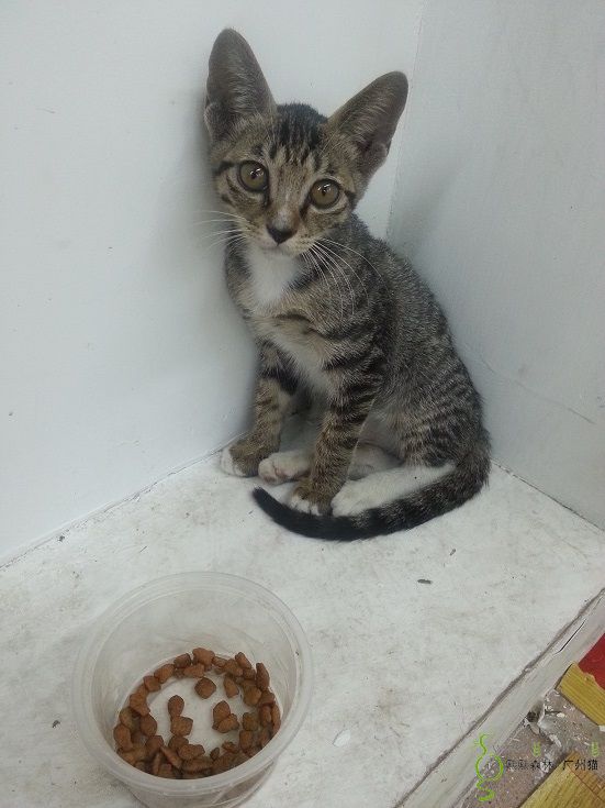 2个月黑花小乖仔猫咪找领养