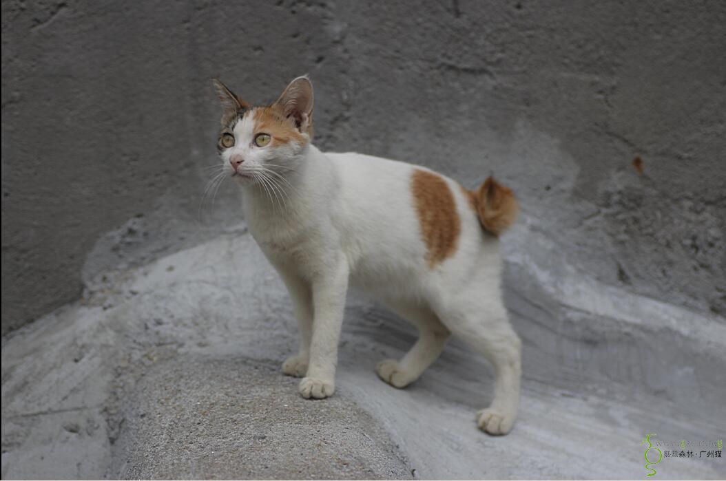 街边3花短尾猫