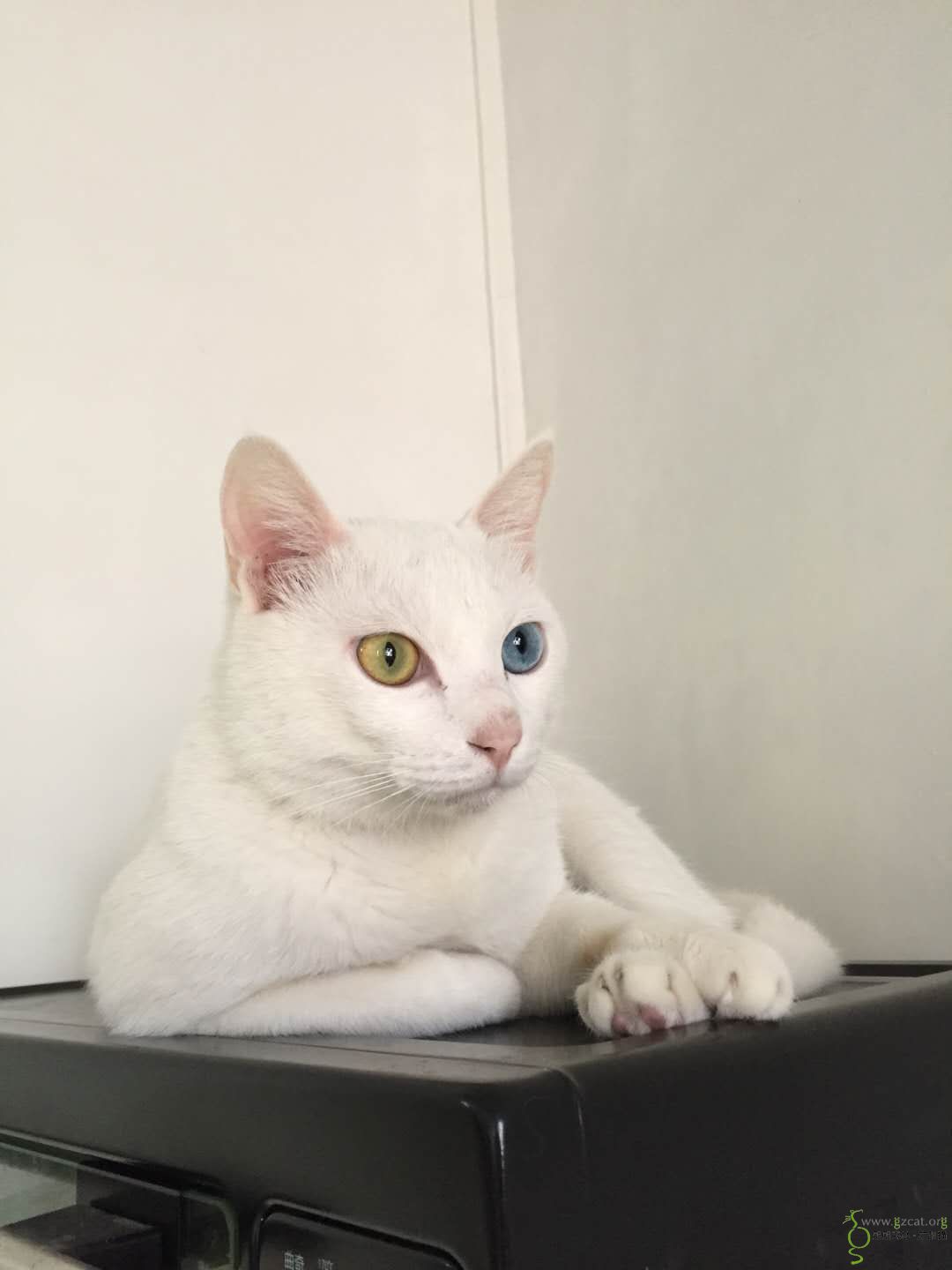 异瞳白猫小可爱找领养