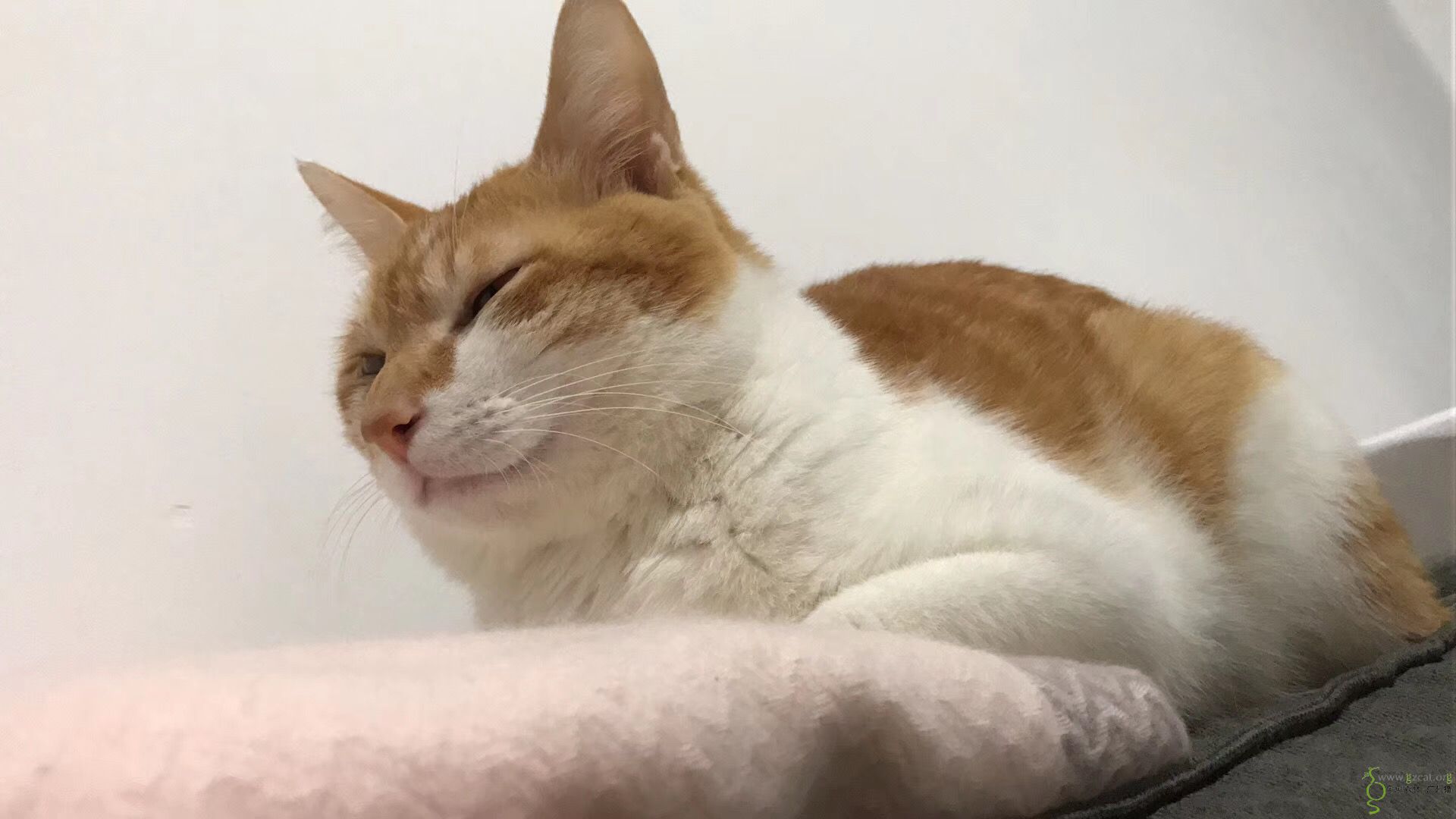 流浪小奶猫一只(公),小橘猫.免费领养.