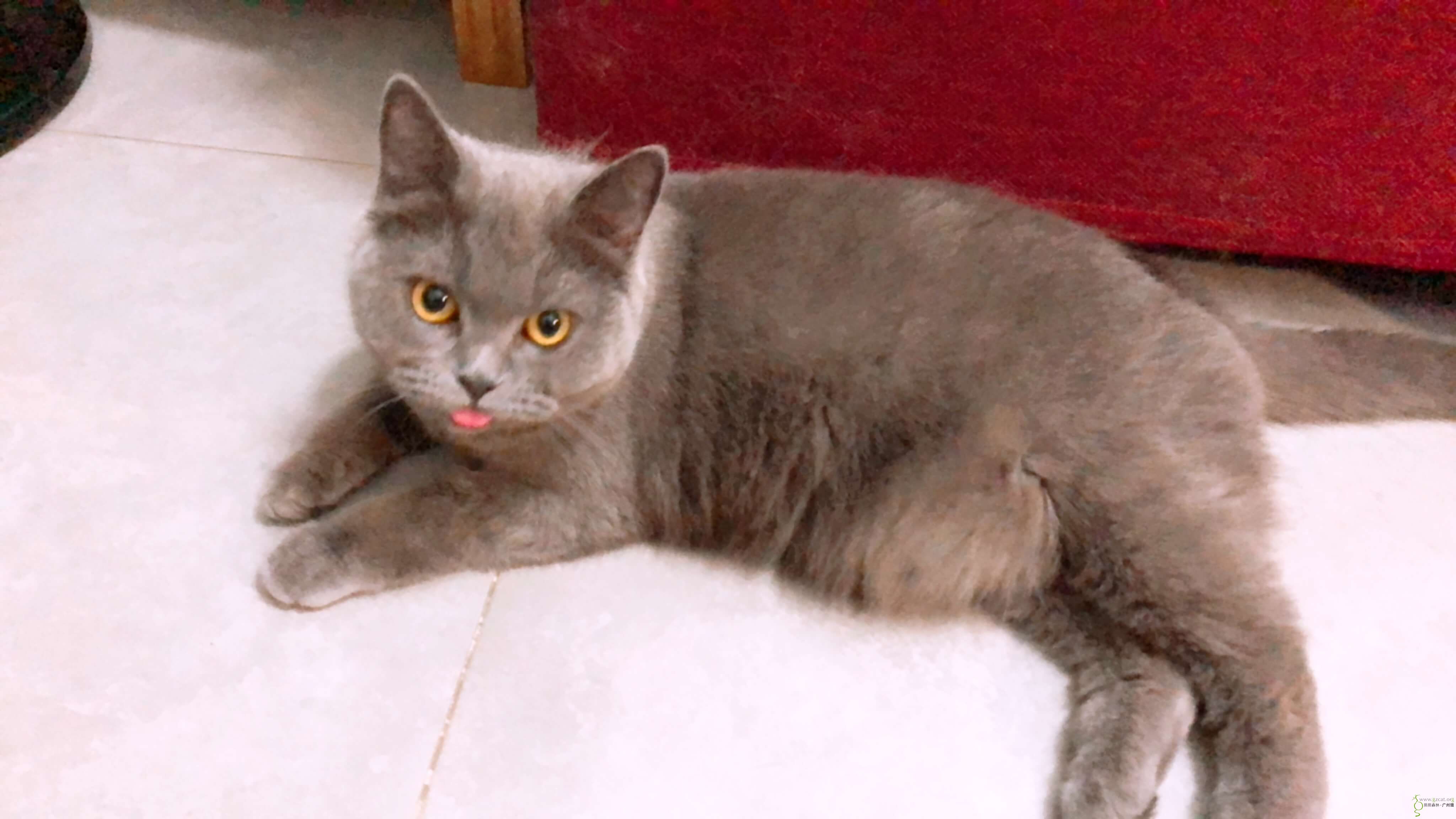 2岁母英短寻求领养(广州车陂)