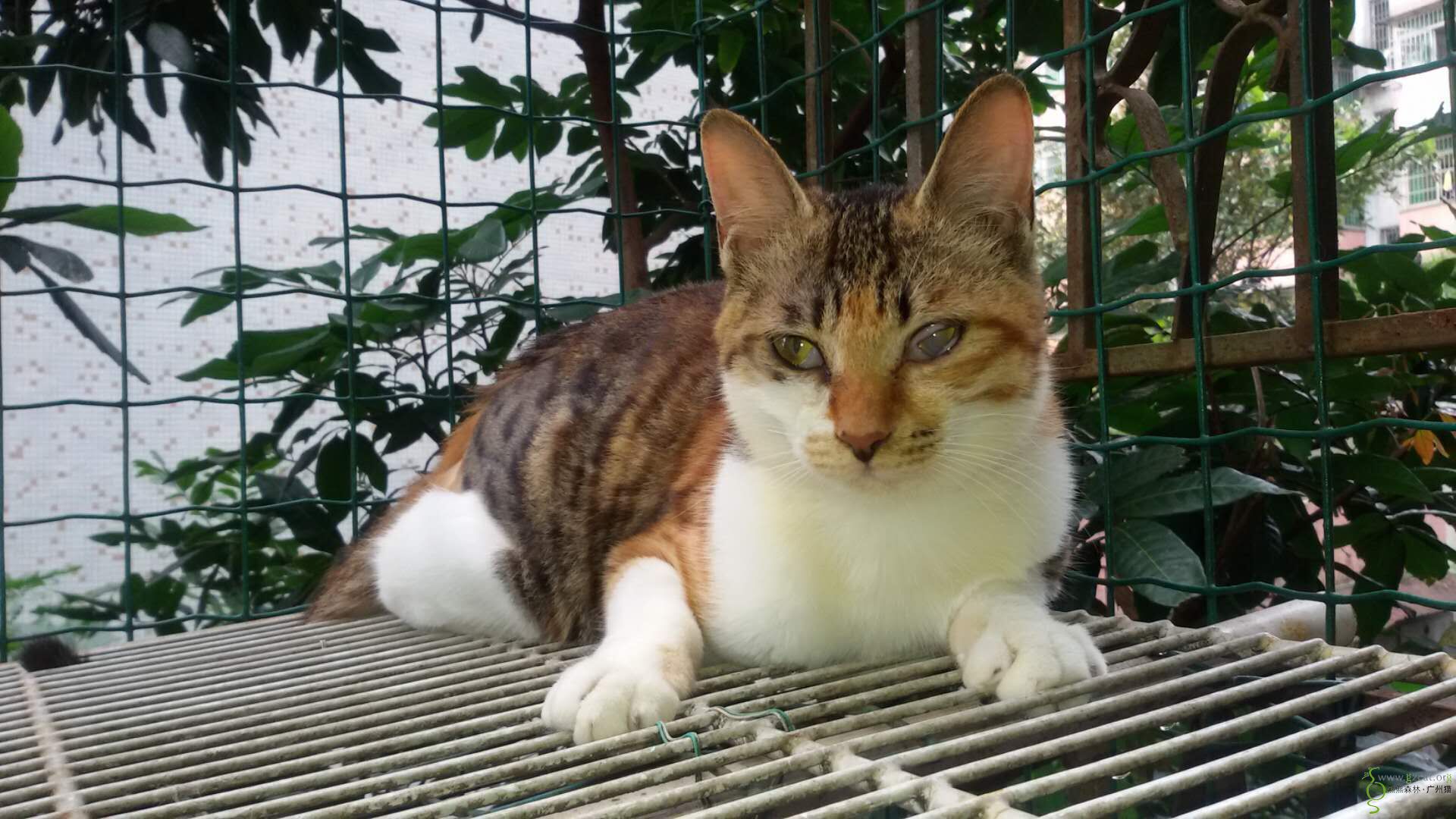 狸花猫妹妹找家