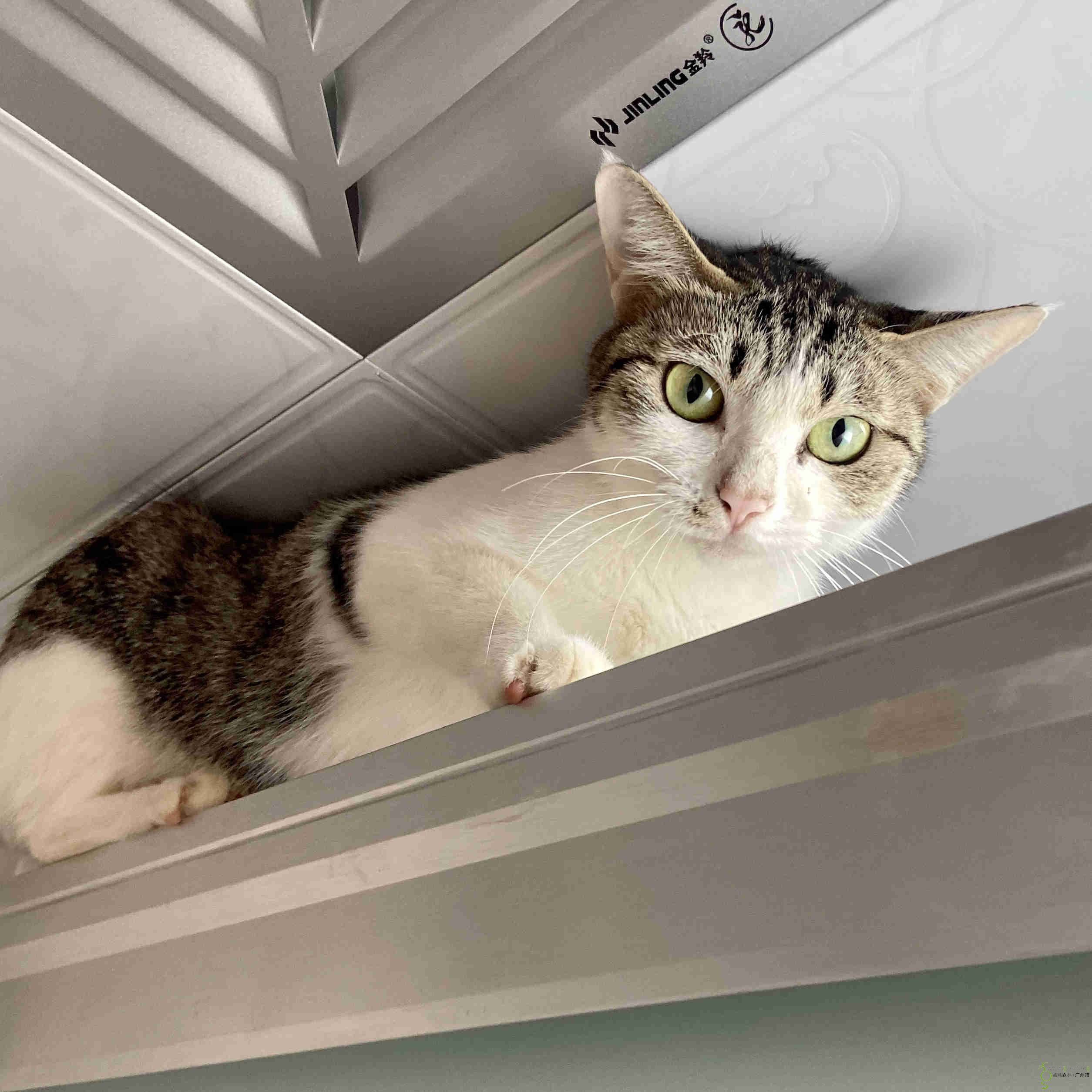 [待领养] 越秀区金贵村有猫可以领养