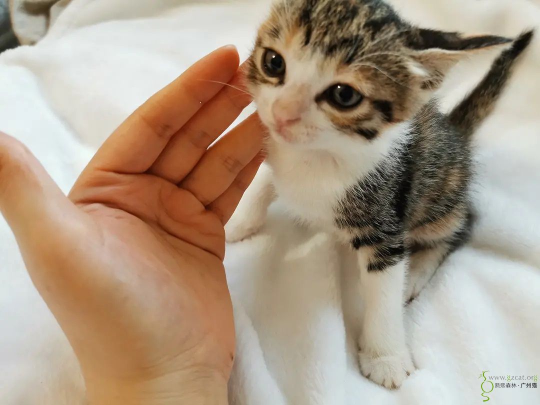 广州三花田园小奶猫求领养