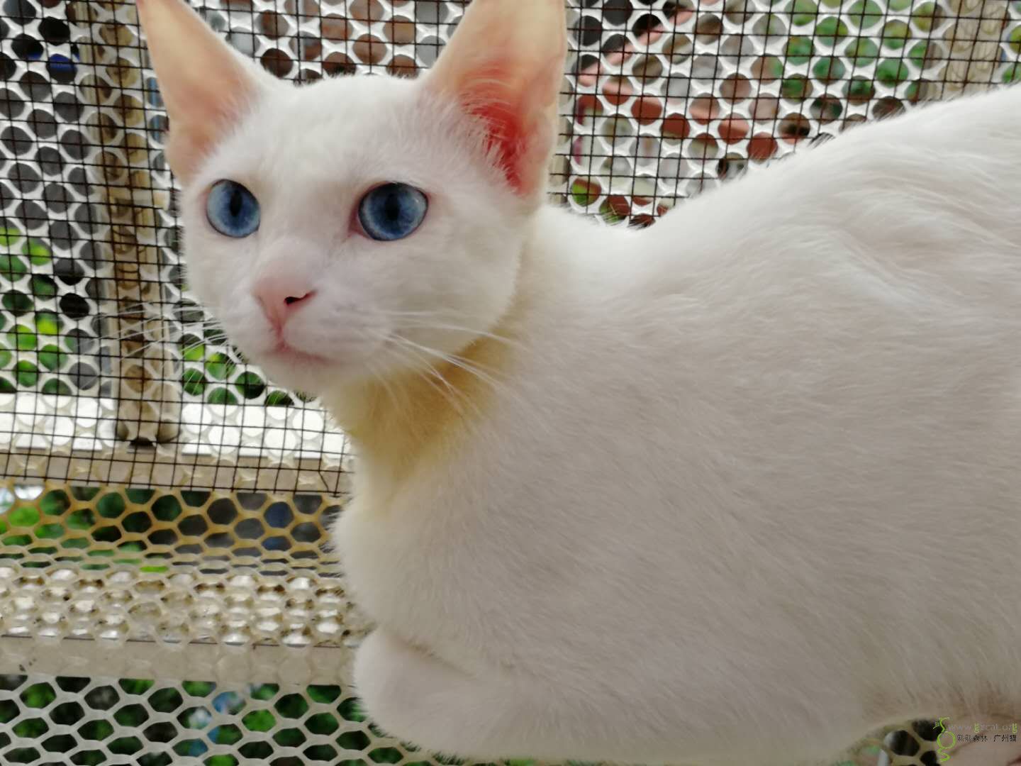 蓝眼白猫500元图片