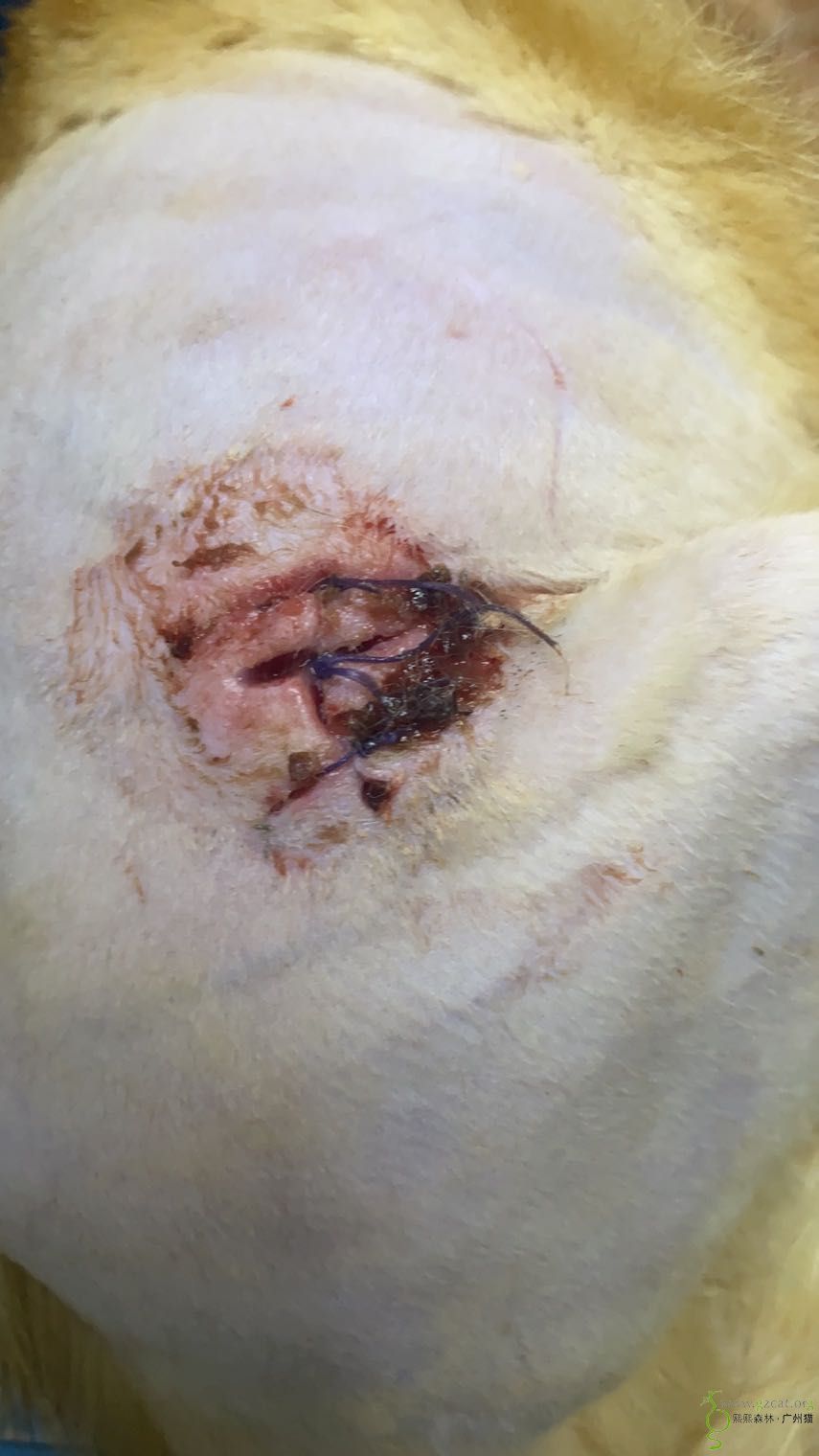 流浪猫绝育住院和伤口清创申请补助