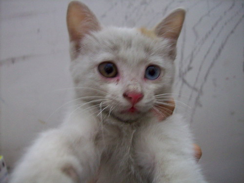 捡到只鸳鸯眼的中长毛白猫(已领养),增加一个三花长毛猫(已领养)!