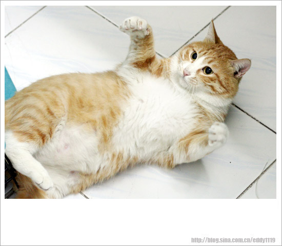 肉紧肉紧,好肉紧!■(长毛猫,肥猫,傻猫一堆堆!