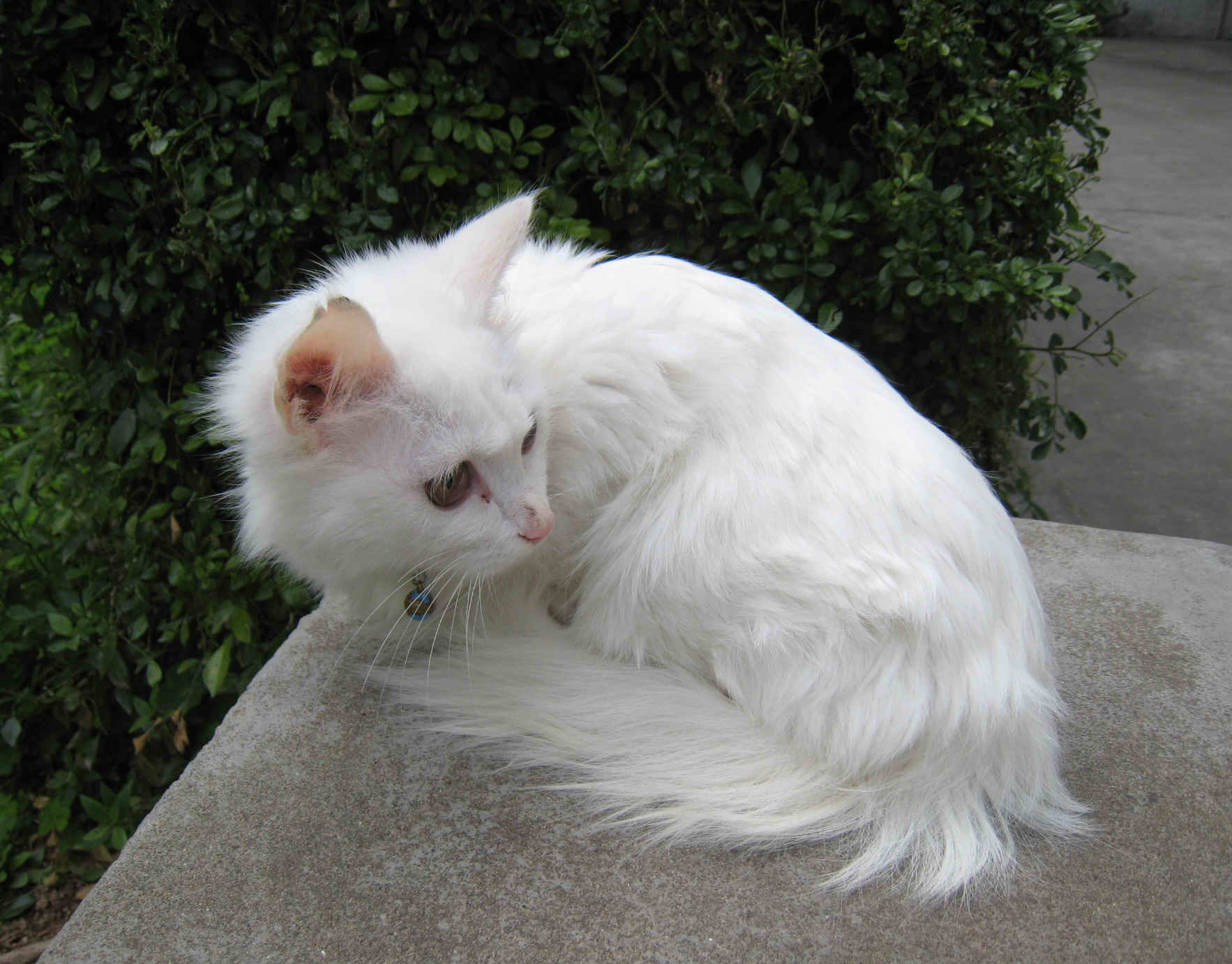 三个月大纯白长毛猫想要温暖的家!(已找到,请锁贴)