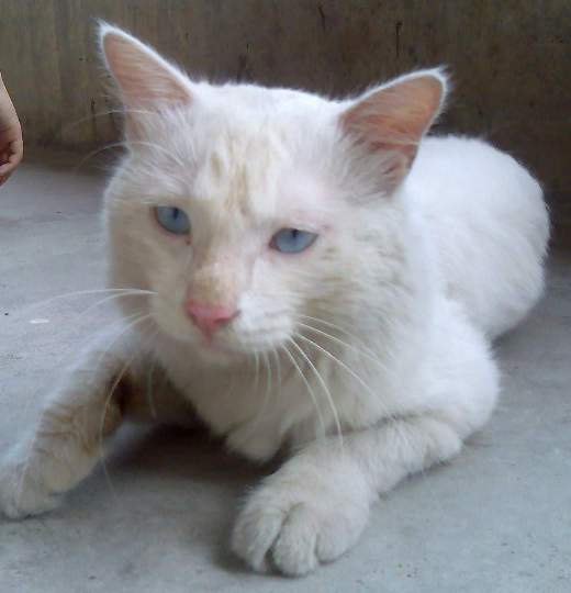[贴图]有只蓝眼白毛波斯猫被遗弃了,已领养(请锁贴)