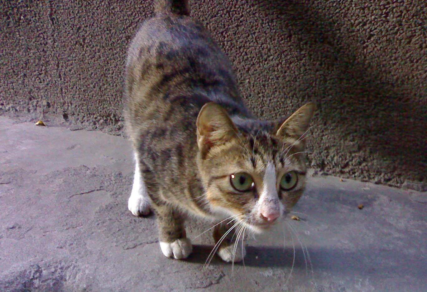 可爱的小豹纹猫待领养(相片已更新)