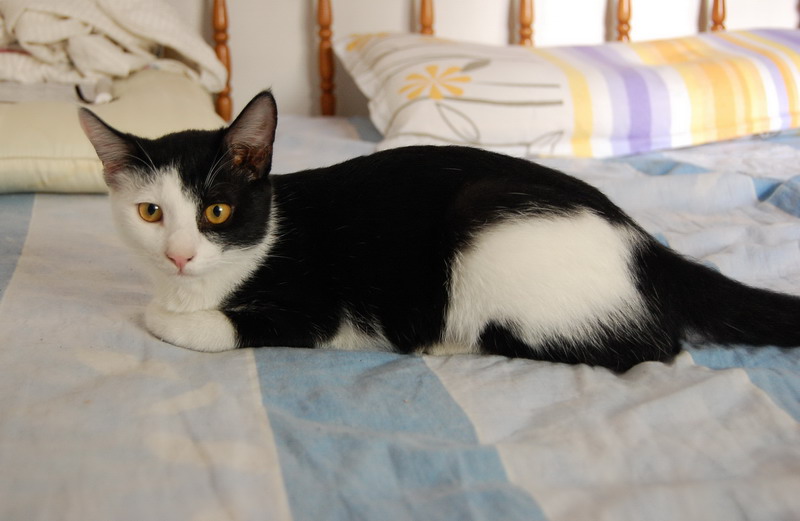 还有一只阴阳脸猫仔找领养 n多图片 另只白猫仔已经有人要啦!