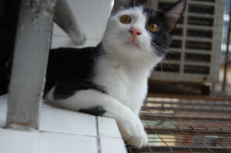 还有一只阴阳脸猫仔找领养 n多图片 另只白猫仔已经有人要啦!