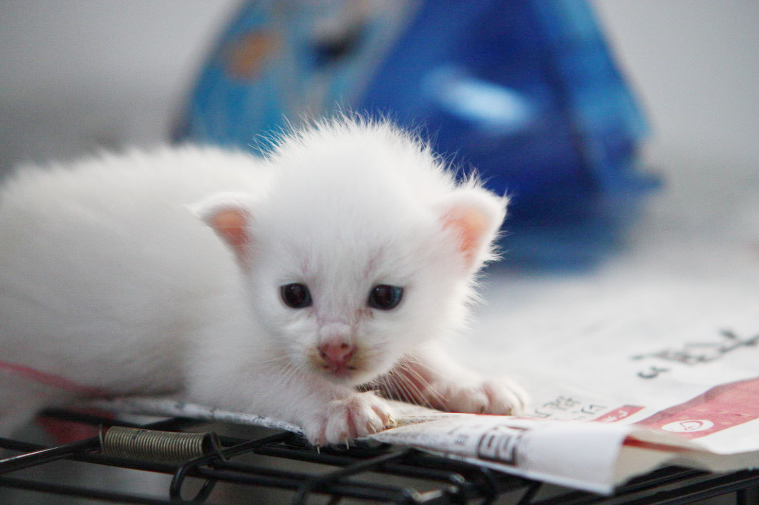 蓝眼白毛妈妈和两个小白粒粒找领养(已领养) - 『流浪猫领养』 - 熙熙