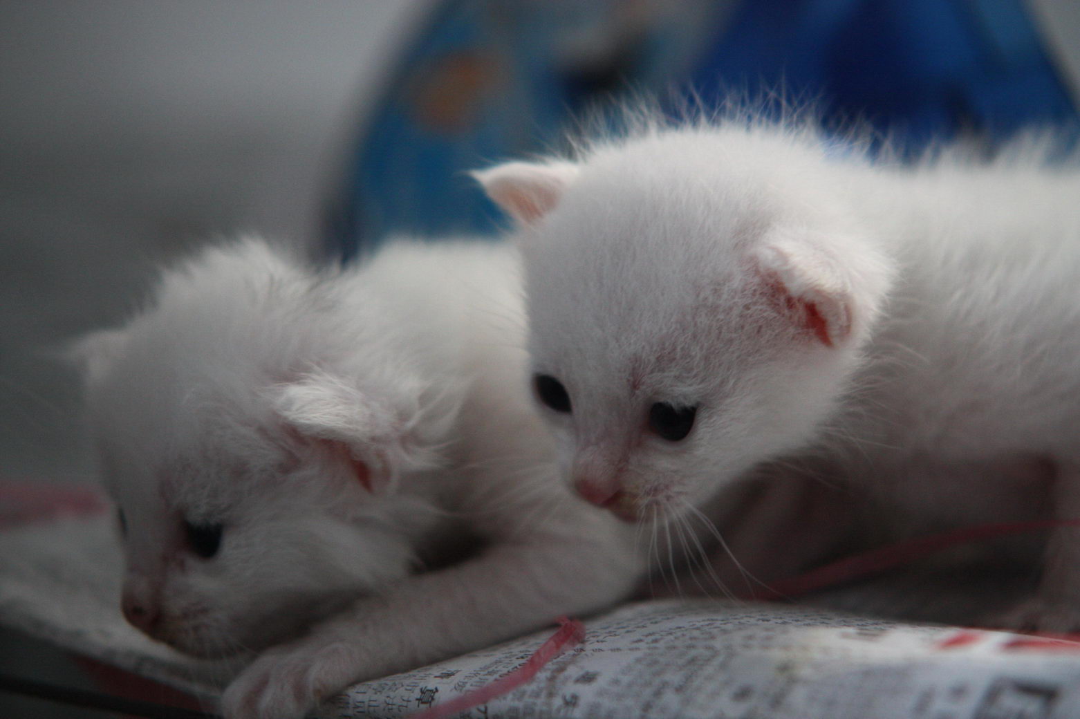 蓝眼白毛妈妈和两个小白粒粒找领养(已领养) - 『流浪猫领养』 - 熙熙